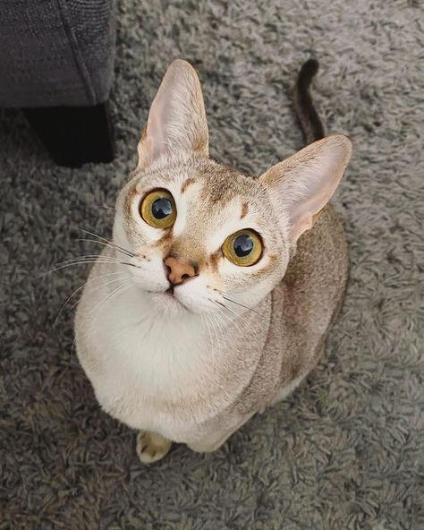 Singapura Cat, Abyssinian Cat, Abyssinian Cats, Abyssinian, Warrior Cats, Cat Breeds, Kittens, Animals, Quick Saves