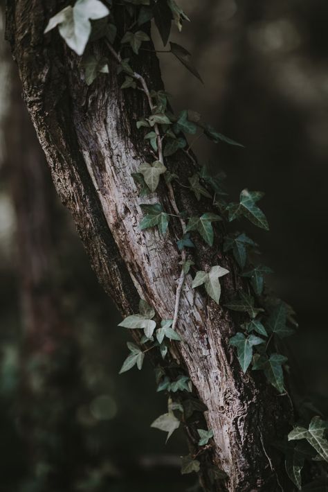 green leafed plant on tree branch photo – Free Image on Unsplash Creature Aesthetic, Ivy Tree, Forestcore Aesthetic, Fair Folk, Fantastic Fungi, Dark Forest Aesthetic, Holly Tree, Gothic Garden, Forest Spirit