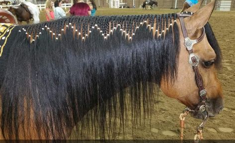 Western Pleasure Aesthetic, Horse Hair Styles, Horse Hair Ideas, Horse Hairstyles, Mane Braids, Horse Mane Braids, Horse Braids, Horse Hair Braiding, Horse Farm Ideas