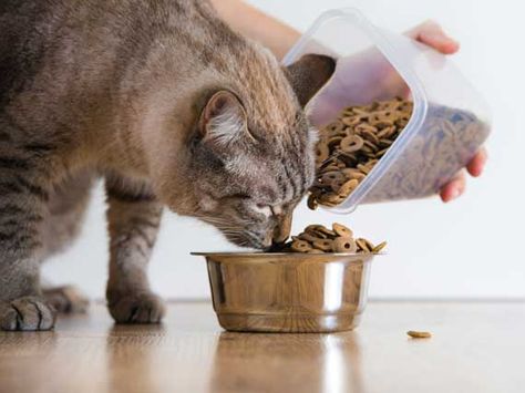 5 Things That Could Help Prevent Cat Food Recalls Today Natural Cat Food, Sistem Pencernaan, Cat Diet, Best Cat Food, Cat Dishes, Older Cats, Kitten Food, Healthy Cat, Natural Cat