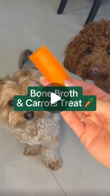 Bark and Spark | Dog Supplements | Vet-Approved on Instagram: "So easy and SO healthy! Save and try this later 🧡🥕  #dogguthealth #doggutsupplement  #dogallergy #dogallergyrelief #dogallergyhelp #dogsupplements #doghealthtips #dogmomtips #dogimmunity #dogmom #furbaby #doghealthfacts #dogallergies #dogpawlicking #dogallergy #doghealthsupplements #dogparents #shinydogcoat #dogcoatbenefits #dogcoatsupplements" Carrot Bone Broth Dog Treat, Carrots For Dogs, Cook Carrots, Broth For Dogs, Dog Tear Stains, Foods Dogs Can Eat, Cook Dog Food, Dog Hero, Homemade Eggnog