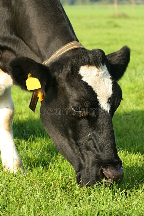 Cow grazing. Farm-animal: Cow eating grass showing only its head , #affiliate, #Farm, #animal, #Cow, #grazing, #showing #ad Cow Eating, Cow Grazing, Cows Grazing, Interesting Creatures, Reference Pics, Cow Head, Farm Animal, Art References, Photo Reference