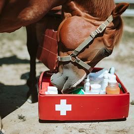 What should you have in your first aid kit? Horse First Aid, First Aid Procedures, Splinter Removal, Short Social, Saddle Shop, Emergency Contact, Cleansing Wipes, Disposable Gloves, Pencil And Paper