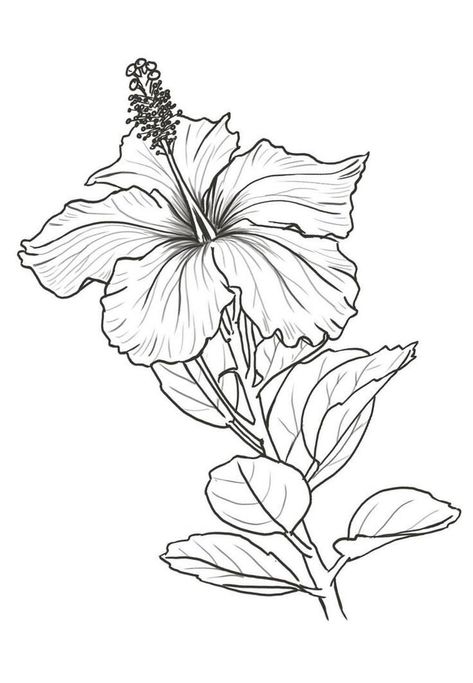 Hibiscus Drawing, Hibiscus Flower Drawing, Flower Line Art, Doodle Art Flowers, Beautiful Flower Drawings, Flower Line Drawings, Flower Outline, Flower Art Drawing, Floral Tattoo Design