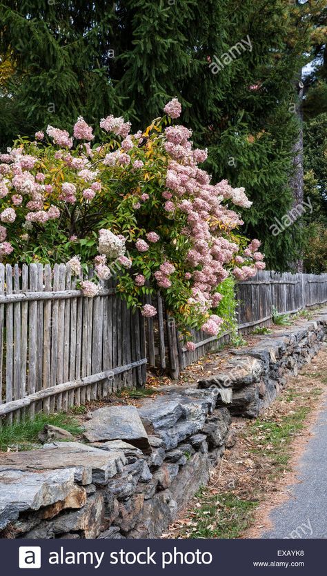 Download this stock image: Blossoming pink hydrangea flowers hanging over a weathered old vintage wooden fence on a stone wall border in Woodstock, Vermont, USA, New England - EXAYK8 from Alamy's library of millions of high resolution stock photos, illustrations and vectors. Arborvitae Fence, Fence On Stone Wall, Stone Wall With Wood Fence, Stone Wall Outdoor Fence, Cottage Garden Stone Wall, Stone Wall Garden, Lake Fence, Rock Wall Fencing, Cottage With Picket Fence