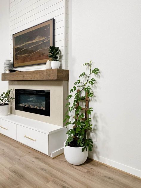 Rhaphidophora Tetrasperma: A Deep Dive – Love & Renovations Rhaphidophora Tetrasperma, Plant Display Ideas, Tall Fireplace, Trellis Plants, Plant Decor Indoor, Buy Plants, Tall Plants, Fall Diy, Plant Lady