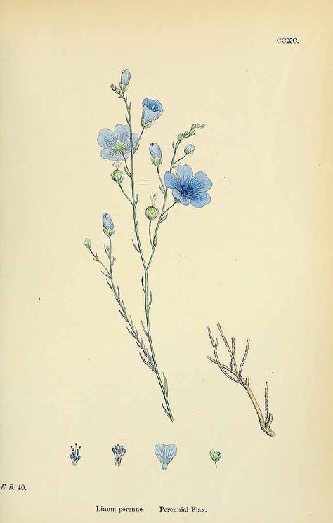 154130 Linum perenne L. / English Botany, or Coloured Figures of British Plants, ed. 3 [B] [J.E. Sowerby et al], vol. 2: t. 290 (1864) Yellow Wedding Flowers, Flax Flowers, Pola Sulam, Vintage Botanical Prints, Flower Prints Art, Botanical Drawings, Vintage Botanical, Wall Art Gift, Botanical Illustration