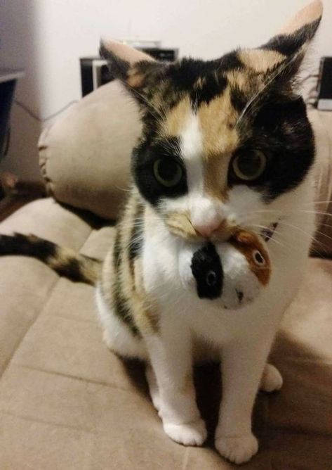 Calico Cat Won't Go Anywhere Without Her 'Baby' - Love Meow Cat Wedding, Funny Animal Photos, Calico Cat, Cat Aesthetic, Happy Cat, Silly Cats, Cat Rescue, Sweet Animals, Cats Meow