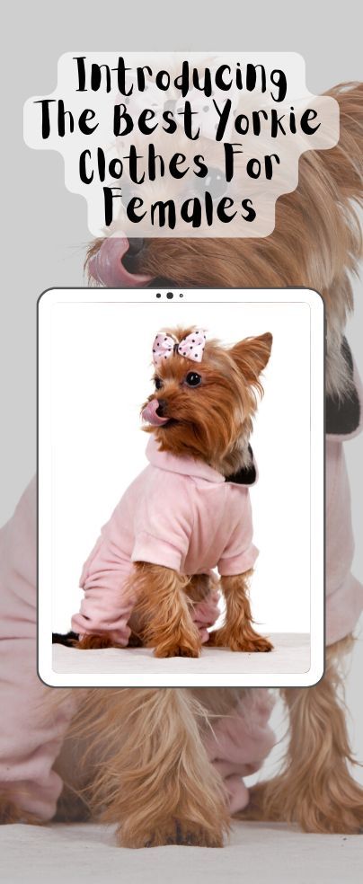 Yorkie Clothes Patterns, Yorkie Outfits, Dream Puppy, Yorkie Clothes, Yorkie Puppies, Pet Paradise, Puppy Dress, Teacup Yorkie, Pet Allergies