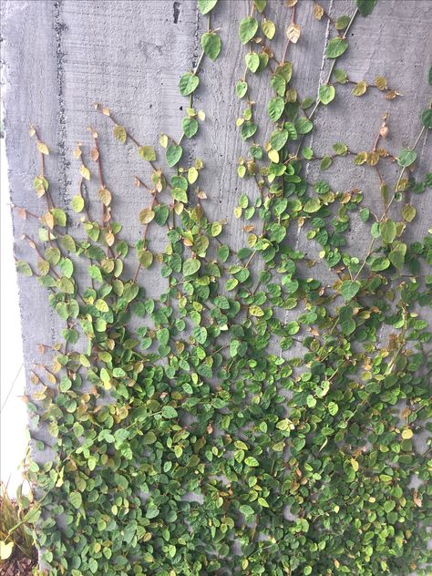 creeping fig (ficus pumila) Cafe Interior Vintage, Concrete Sleepers, Creeping Fig, Ficus Pumila, Wall Green, Exterior Facade, Landscaping Backyard, Backyard Plants, Interior Vintage