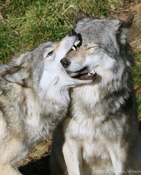 Wolves Acting Like Silly Overgrown Doggos - I Can Has Cheezburger? Majestic Creatures, Wolf Photos, Wolf Love, Wolf Pictures, Beautiful Wolves, Pretty Animals, Wolf Dog, Silly Animals, Cute Creatures