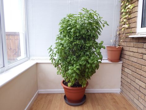 How to Grow Enormous Basil Plants: From Seed, Cuttings Or Starter Plant Pruning Herbs, Basil Pot, Basil Care, How To Prune Basil, Potted Basil, Prune Basil, Basil Growing, Propagate Basil, Pruning Basil