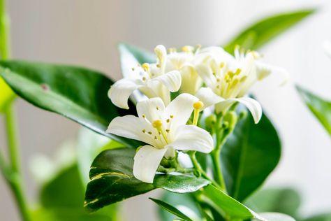 Jasmine Indoor, Murraya Paniculata, Orange Jasmine, Broadleaf Evergreen, Plant Window, Jasmine Plant, Kitchen Plants, Mock Orange, Seed Germination