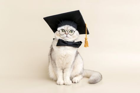 Did Schrodinger have an actual cat? Did Newton invent the cat door? Meet the feline friends behind these and other legendary names. Black Graduates, Schrödinger's Cat, Cat Ownership, 5 Cats, Cat Flap, Giant Cat, Famous Scientist, Cat Glasses, Cat Door