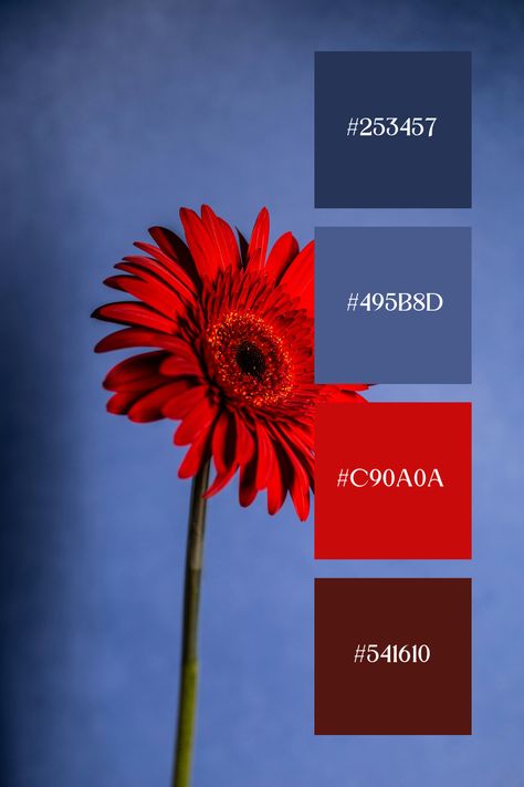 This blue red palette of a striking flower set against a smooth backdrop, the vivid petals stand out sharply, creating a bold and captivating contrast with the background. Red And Blue Color Combination, Blue Red Orange Color Palette, Bold Color Combos, Ultramarine Blue Color Palette, Red Combination Colour, Bright Red Color Palette, Contrasting Colors Combinations, Color Contrast Combination, Red Contrasting Colors