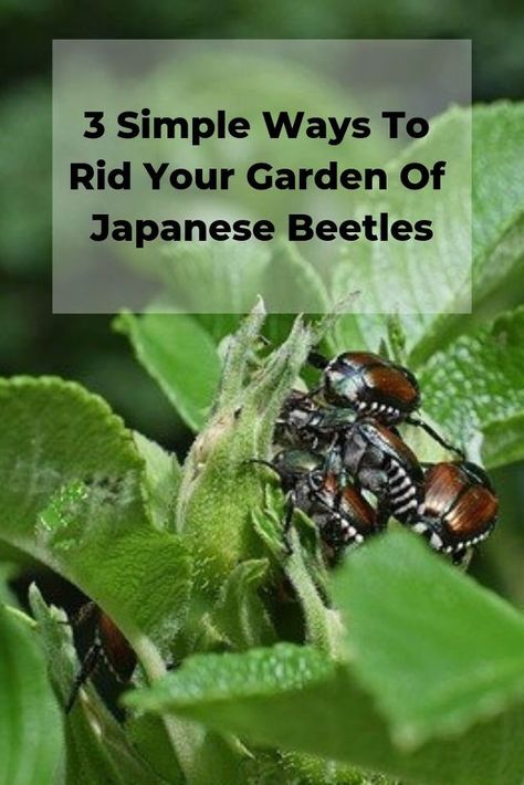 Japanese Beetles Repellant, Killing Japanese Beetles, Asian Beetle, Yard And Garden, Japanese Beetles, Garden Pest Control, Better Homes And Garden, Invasive Species, Garden Pests