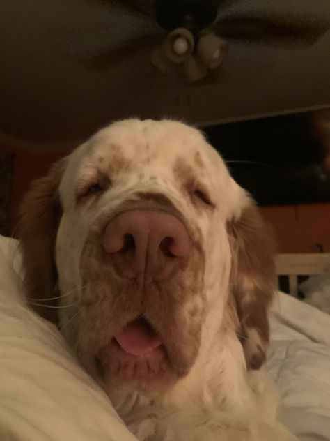 Clumber Spaniels are the sweetest dogs! Clumber Spaniel Puppy, Every Dog Breed, Clumber Spaniel, All Breeds Of Dogs, Heart Stopper, Fluffy Dogs, Pretty Animals, Cute Animals Images, It's Raining