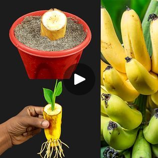 284K views · 6.8K reactions | How to Grow Banana Tree From Banana 🍌🍌🍌 New gardening method | How to Grow Banana Tree From Banana 🍌🍌🍌 New gardening method | By Rana Craft | Facebook Grow Banana Tree From Banana, Banana Tree From Banana, Grow Banana Tree, Plant Grafting, How To Grow Bananas, Growing Fruit Trees, Banana Tree, Growing Fruit, Rare Plants