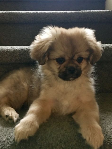 Tibetan Spaniel Puppy, Pekingese Puppies, Spaniel Breeds, Tibetan Spaniel, Pekingese Dogs, Very Cute Dogs, Spaniel Puppies, Best Dog Breeds