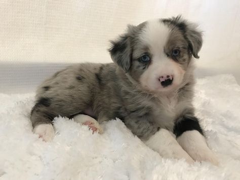 Aussie Shepherd Puppy, Aussie Puppies For Sale, Toy Aussies, Mini Aussie Puppy, Miniature Australian Shepherd Puppies, Toy Aussie, Toy Australian Shepherd, Miniature American Shepherd, Sunset Hill