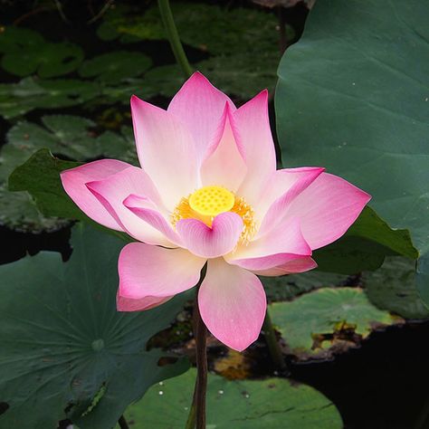 Lotus - Voyage to Vietnam Lotus Seeds, National Flower, Tropical Climate, Gardening For Beginners, Tropical Plants, Lotus Flower, Image Types, Facts About, Lotus