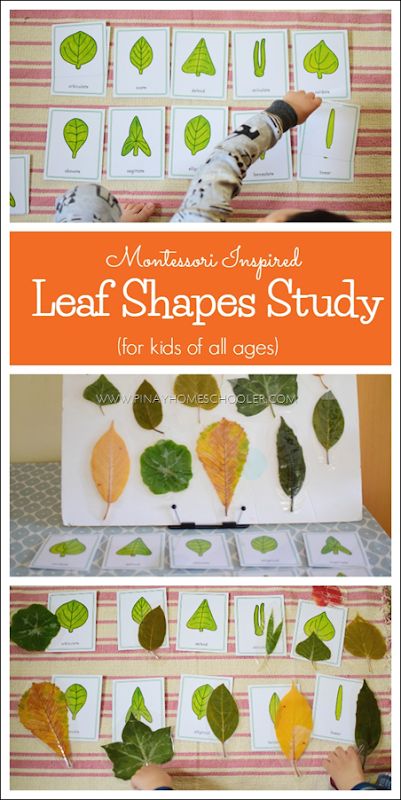 Shapes Activities Preschool, Preschool Spring, Montessori Science, Montessori Elementary, Tree Study, Montessori Homeschool, Homeschool Education, Montessori Preschool, Montessori Ideas