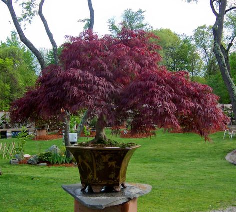 Japanese maples are the very best selection for growing trees in pots (or containers). Their incredible diversity of color and form provides an inspiring selection from which to choose, while their slow growth habit and their shallow, fibrous roots perfectly suit them to container culture. Expert grower Patricia Smyth shares these easy-to-follow tips. Trees In Pots, Diy Container Gardening, Growing Trees, Container Garden Design, Fall Planters, Japanese Maple Tree, Container Gardening Vegetables, Garden Containers, Potted Trees