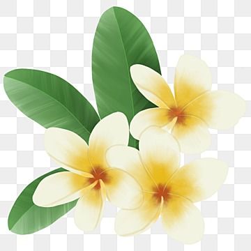 bunga tropis,kemboja,musim panas,flora,daun,clipart musim panas,dandelion,daun-daun,bunga,tropis,menanam,plumeria obtusa,kecantikan,clipart tropis,bunga clipart,floral,cantik,bunga-bunga,alam,putih,bunga clipart,garis besar clipart bunga,kuning,mekar,bunga kamboja,taman,elemen,bunga eksotis,cat air,terpencil,botani,berkembang,bali Plumeria Obtusa, Kamboja Bali, Canva Typography, Face Aesthetic, Cat Air, Amazing Flowers, Png Clipart, Drawing Reference, Board Games