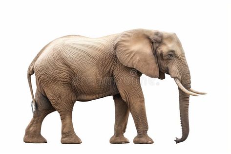 African Elephant Isolated on White stock photography Elephant Side Profile, Elephant Side View, Light Sun, Elephant Trunk, African Elephant, White Stock, Side Profile, A White Background, Side View