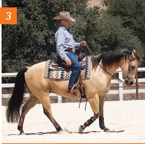 Problem Solved with Warwick Schiller: Overbridled Horse Warwick Schiller, Ranch Riding, Horse Training Tips, Western Life, Horse Accessories, Problem Solved, Horse Blankets, Western Horse, Horse Training