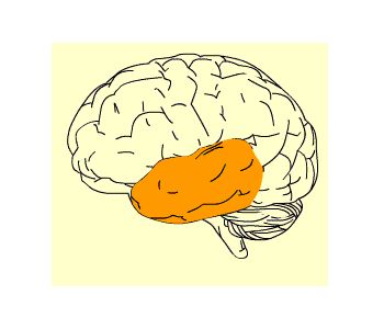 Temporal lobe Temporal Lobe, Brain