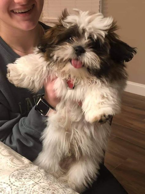 Shihtzu Aesthetic, Cute Shitzu Puppies, Shitzu Aesthetic, Shih Tzu Aesthetic, Bichon Shih Tzu, Shitzu Maltese, Shih Tzu Puppy Cut, Perro Shih Tzu, Shitzu Dogs