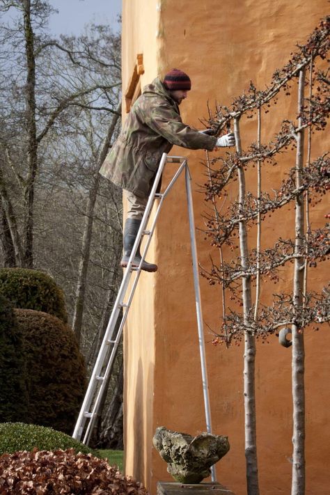 pleaching-britt-dyer-2-gardenista. Pleached Hornbeam, Northern Garden, Espalier Trees, Landscaping 101, Pleached Trees, Row Of Trees, Espalier Fruit Trees, Growing Raspberries, Big Backyard