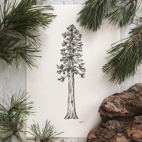 Giant Sequoia in ink - one of my favorite trees! 🌲 Prints are available in my shop (my Etsy Shop is finally open! Link in bio) #inkdrawing #drawing #penandink #sketch #sketchoftheday #botanicalart #botanicaldrawing #botanicalillustration #sequoia #art_we_inspire #arts_help #etsy #etsyshop #etsyde #skizze #zeichnung #illustration Treescape Tattoo, Fir Tree Tattoos, Sequoia Tree Tattoo, 18th Quotes, Tree Design Illustration, Outdoorsy Tattoos, Tree Tattoo Drawings, Redwood Tattoo, Tree Tat