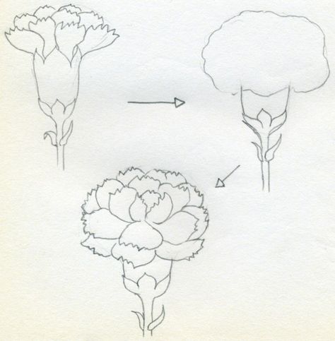 Carnation Flower Drawing | If you would like to draw Carnation that is in full bloom, simply ... Carnations Drawing Simple, How To Draw A Carnation Flower, How To Draw Carnations, Easy Carnation Drawing, How To Draw Carnations Step By Step, How To Draw A Carnation Step By Step, Carnation Drawing Simple, Drawing Of A Carnation, Carnations Drawing