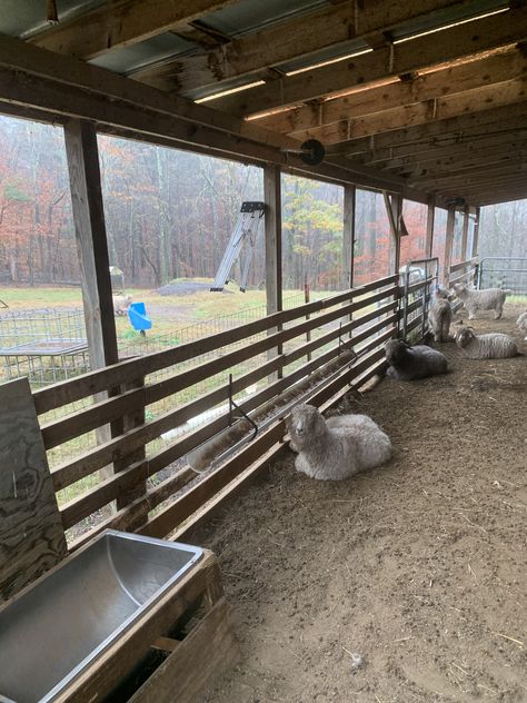 Sheep Farming Ideas, Sheep Pen Ideas, Sheep Stall, Sheep Barn Ideas, Goat Paddock, Cow Farm Design, Sheep Shed, Sheep Barn, Sheep House