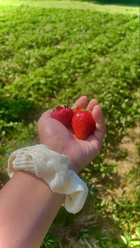 Hands Holding, Strawberries, Lily