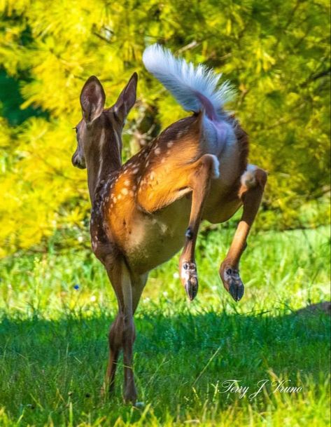 Deer Laying Down Reference, Animal Reference Photos Action Poses, Animal Dynamic Poses, Deer Poses Reference, Deer Laying Down, Deer Reference Photo, Animal Reference Photos For Drawing, Animal Pose Reference, Animal Poses Reference