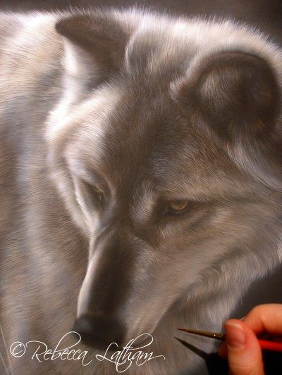 Work in progress, watercolor on board, ©Rebecca Latham Watercolor Animal Art, North American Animals, Artist Tutorials, Wolf Painting, American Animals, Art Realism, Birds Nature, Colour Pencil, Wildlife Artists