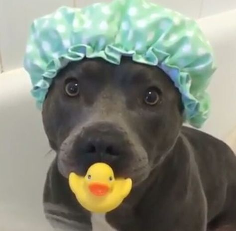 Vicious pitbull would not let duck get away - 9GAG Funny Pitbull Pictures, Silly Pitbulls, Vicious Pitbull, Cute Pitbulls, Pitbull Puppies, Staffordshire Bull Terrier, Cute Dogs And Puppies, Cute Animal Photos