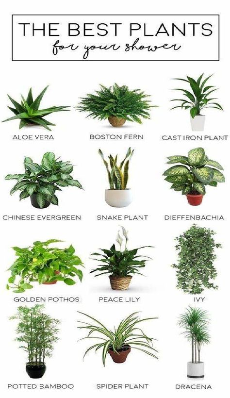 Green Plants Outdoor, Shower Plants, Bathroom Green, Bamboo In Pots, Cast Iron Plant, Outdoor Showers, Plants Outdoor, Best Plants, Bathroom Plants