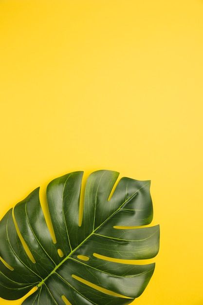 Leaf of palm tree on orange background F... | Free Photo #Freepik #freephoto #summer-tree #big-leaf #palm-tree-leaf #palm-tree-background Lady Background, Dress Background, Background Tree, On Leave, Monstera Plant, Leaf Background, Flower Background Wallpaper, Yellow Wallpaper, Trik Fotografi