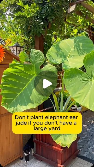 Amazing Garden on Instagram: "Easy to grow elephant ear plant #backyardgardening #gardeninglife #vegetablegardening #vegetablegarden #gardeningtips #gardeninglove #organicgardening #gardensofinstagram #gardenideas #urbangardening #gardeningistherapy #gardeninggoals #homegardening #gardeninspiration #lovegardening #gardeningisfun #countrygarden #veggiegarden #happygardening" Elephant Ears Plants, Elephant Ear Plant, Large Yard, Elephant Ears, To Grow, Elephant, Yard, Plants, On Instagram