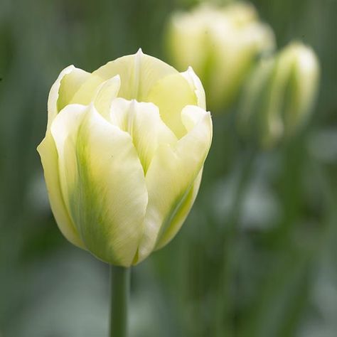 Top Tulips that Come Back Every Year Green Tulips, Parrot Tulips, Tulip Bulbs, Flower Bulbs, Tulip Bouquet, Garden Bulbs, Plant Ideas, Spring Bulbs, Spring Tulips