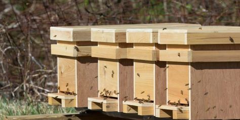 Bee Nuc, Diy Bee Hive, Beehive Pictures, Bee Hive Kits, Bee Hives Diy, Bee Hives Boxes, Diy Bee, Diy Honey, Bee Hive Plans