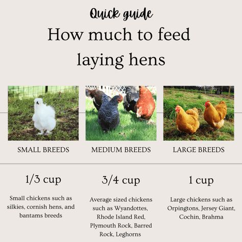 How much to feed chickens in cups, a quick guide for laying hens Feed Chickens, Yard Animals, Poultry Business, Fancy Farm, Laying Chickens, Poultry Farming, Meat Birds, Broiler Chicken, Keto Sides