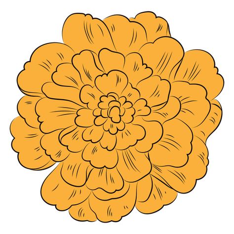 Marigold flower hand drawn #AD , #flower, #hand, #drawn, #Marigold Marigolds Drawing Easy, Clay Marigold Flowers, Marigold Flowers Drawing, Drawing Marigold Flowers, Marigold Flower Drawing Simple, How To Draw A Marigold, Marigold Flower Illustration, Draw Marigold Flower, Marigold Flower Art