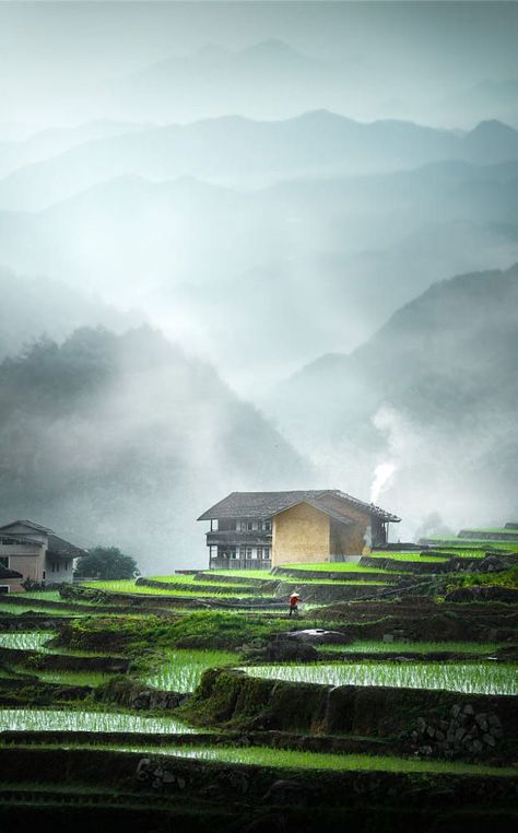 rice terraces, Fujian, China Fujian China, Rice Terraces, Terrace, Rice, China, Art