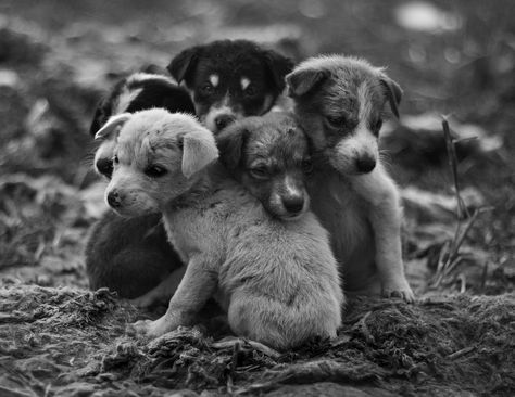 Dog Street Photography, Street Dogs Photography, Street Animals, Dog Emotions, Dog Soldiers, Homeless Animals, Blue Feathers, Street Dogs, Homeless Dogs