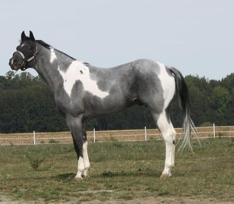 Grey paint Horse Forest, Cheval Pie, Pinto Horses, Horse Coat Colors, 3 Horses, American Paint Horse, Paint Horses, Pinto Horse, Paint Horse